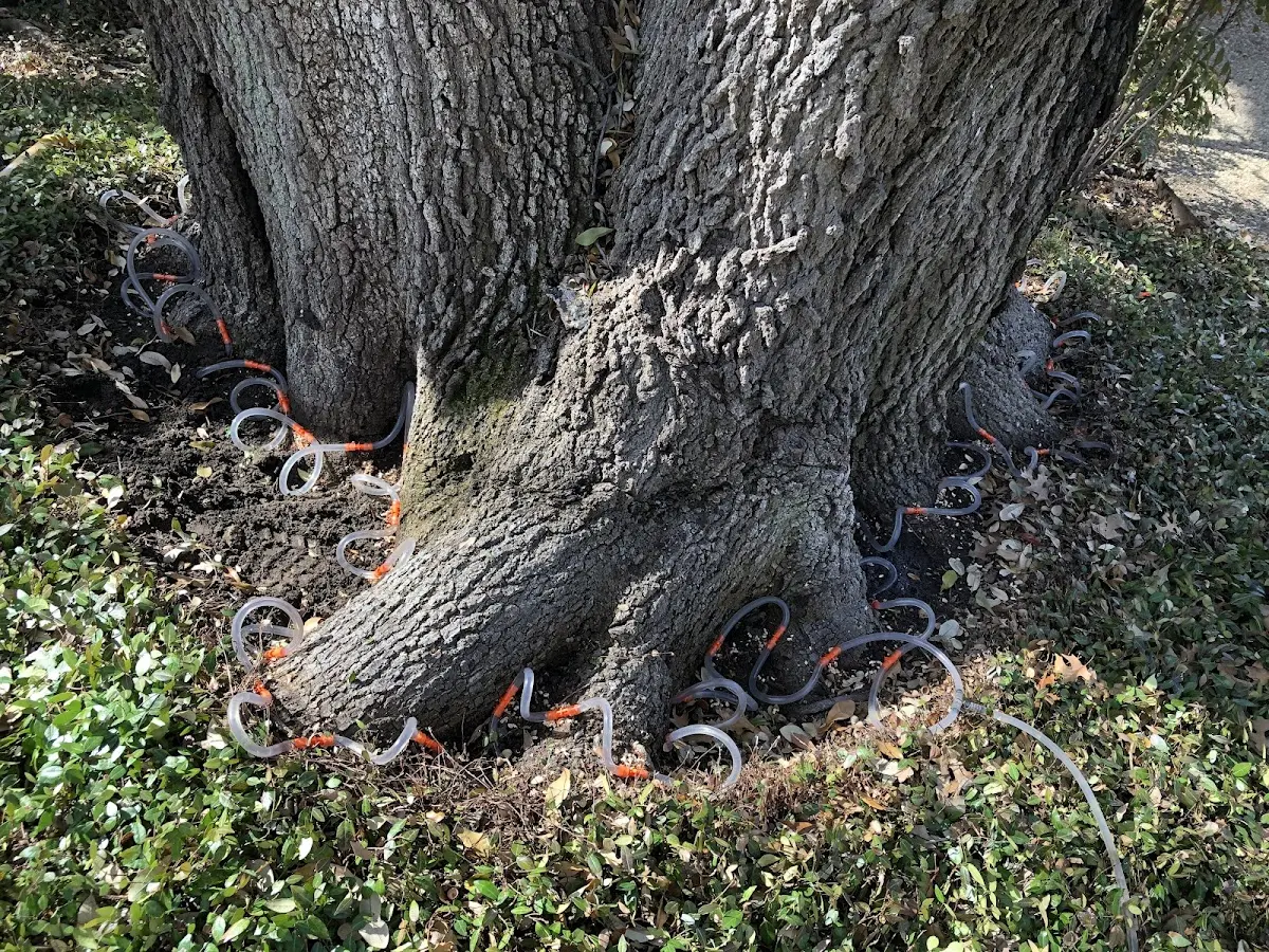 Detailed Tree Cabling and Bracing job site in Crimora